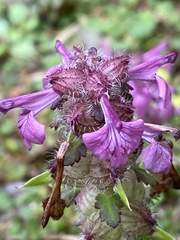 Pedicularis refracta transmorrisonensis