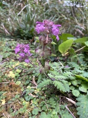 Pedicularis refracta transmorrisonensis