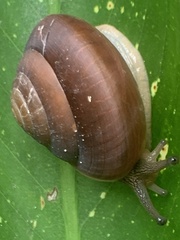 Quantula striata