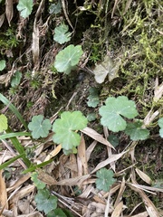 Hydrocotyle nepalensis
