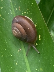 Quantula striata
