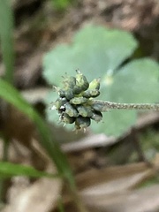 Hydrocotyle nepalensis