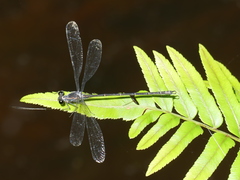 Austroargiolestes icteromelas