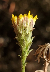 Erigeron petrophilus