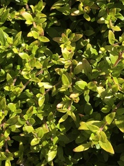 Coprosma quadrifida