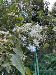 Cordia alliodora