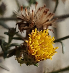 Erigeron petrophilus