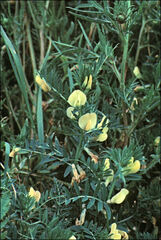Vicia lutea