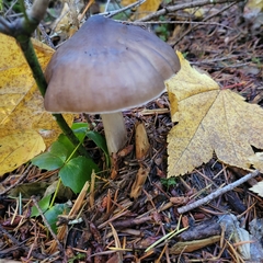 Pluteus exilis