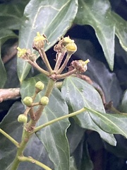 Hedera rhombea