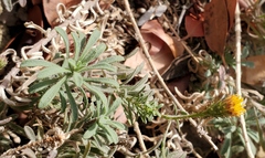 Erigeron petrophilus
