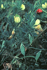 Vicia lutea