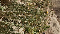 Erigeron petrophilus