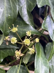 Hedera rhombea
