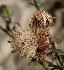 Erigeron petrophilus