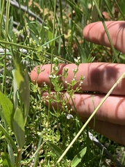 Galium trifidum