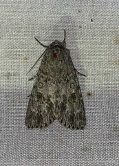 Acronicta impleta