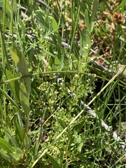 Galium trifidum