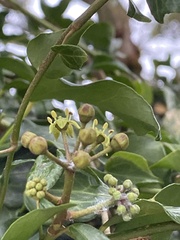 Hedera rhombea