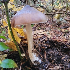 Pluteus exilis