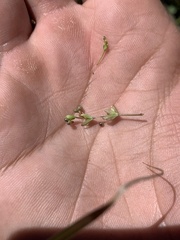 Galium trifidum