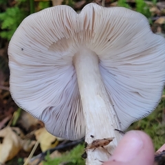 Pluteus exilis