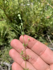 Galium trifidum