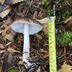 Pluteus exilis