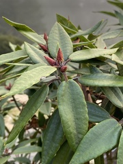 Rhododendron pseudochrysanthum