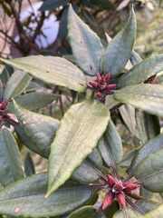 Rhododendron pseudochrysanthum
