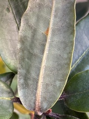Rhododendron pseudochrysanthum