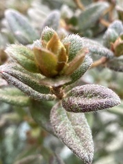Rhododendron rubropilosum
