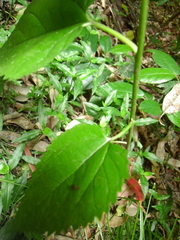 Morus nigra