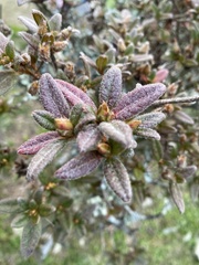 Rhododendron rubropilosum
