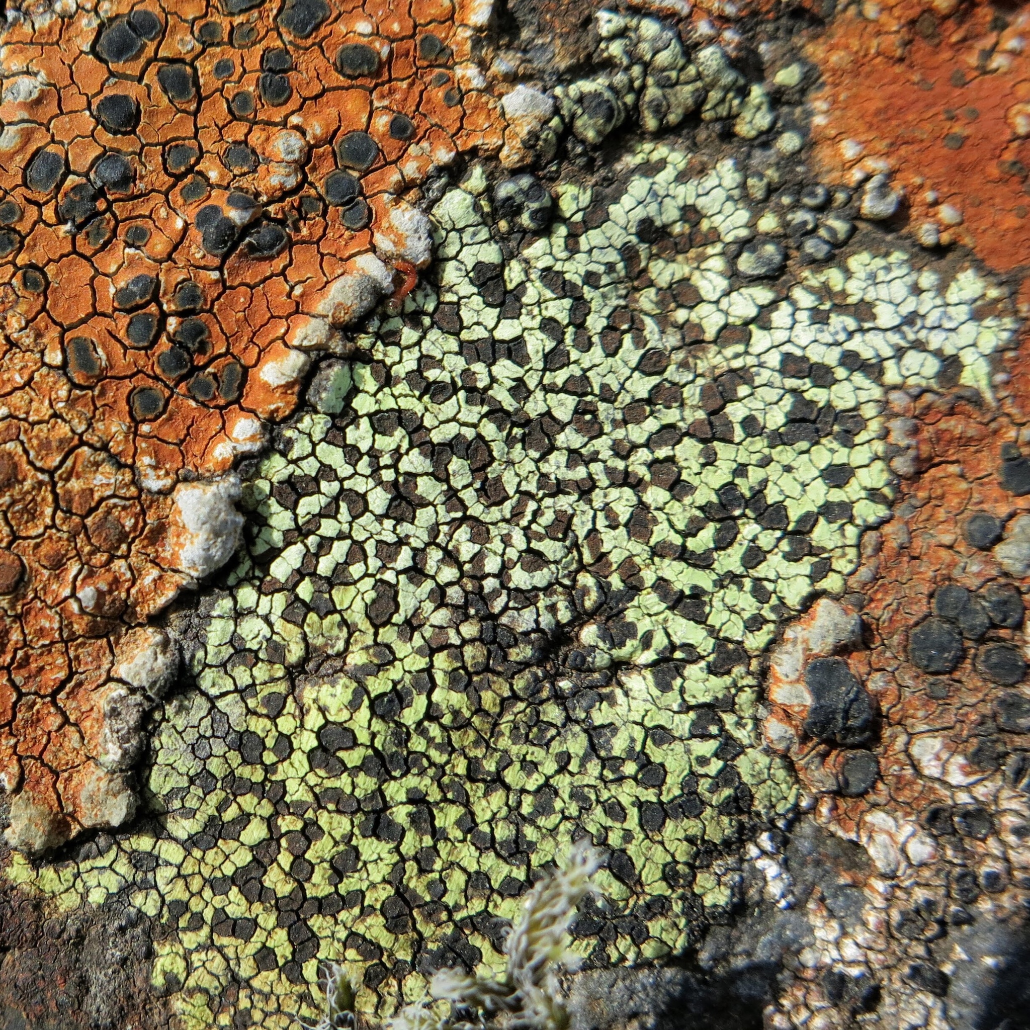 Lichen Rizoides Crustose Lichen Rhizocarpon Diagram