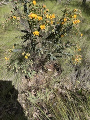 Pultenaea spinosa