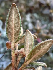 Rhododendron rubropilosum