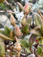 Rhododendron rubropilosum