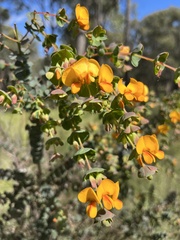 Pultenaea spinosa