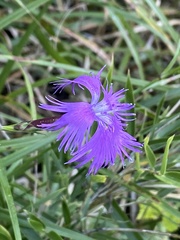 Dianthus pygmaeus