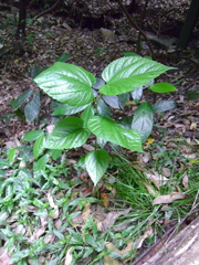 Morus nigra