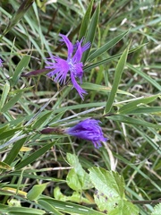 Dianthus pygmaeus