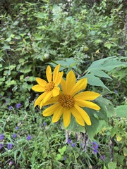 Tithonia