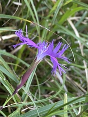 Dianthus pygmaeus