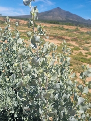 Atriplex nummularia