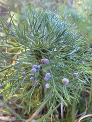 Artemisia morrisonensis