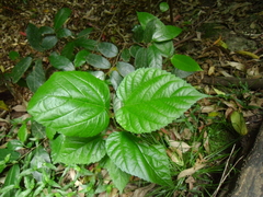 Morus nigra