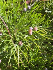 Artemisia morrisonensis