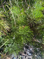 Artemisia morrisonensis