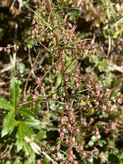 Artemisia morrisonensis